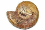 Jurassic Ammonite Fossil - Sengenthal, Germany #326712-1